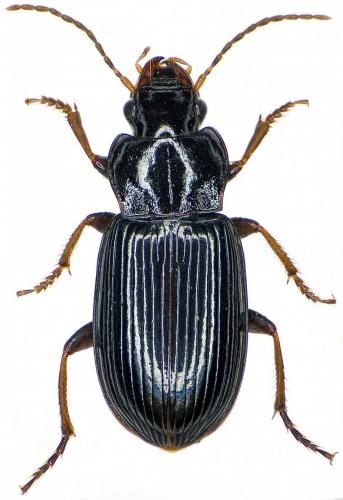 Réf. 215 886 : Trichotichnus nitens